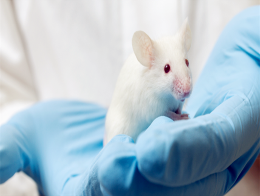 實(shí)驗(yàn)動物檢測